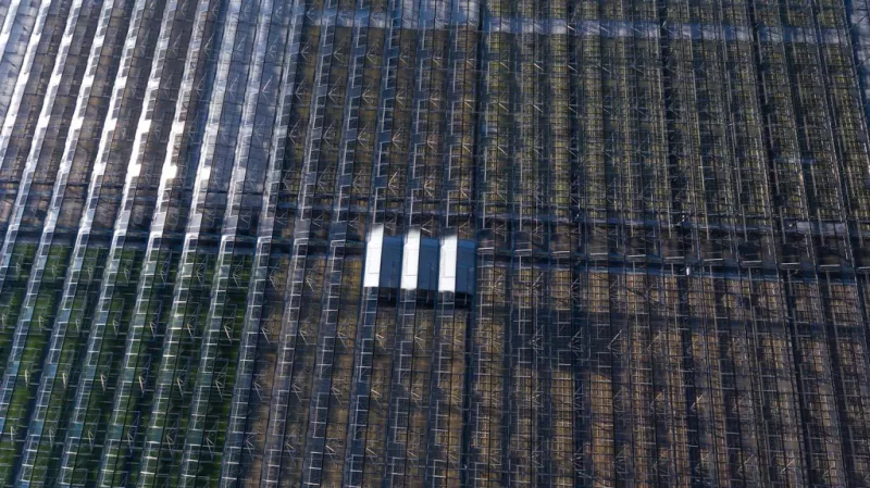 Spezialisierung auf Jungpflanzen