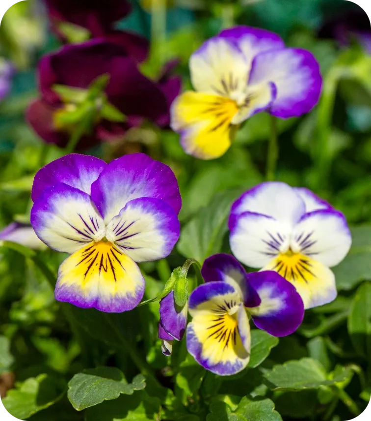 Blumenpflanzen