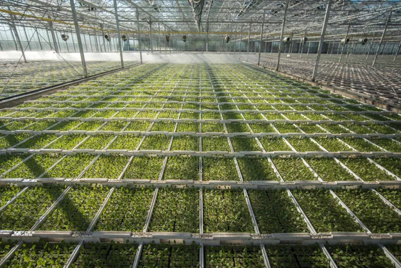 Erweiterung des Gewächshauses